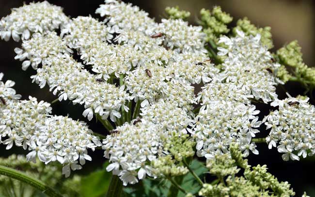 Heracleum maximum, Common Cowparsnip, Southwest Desert Flora